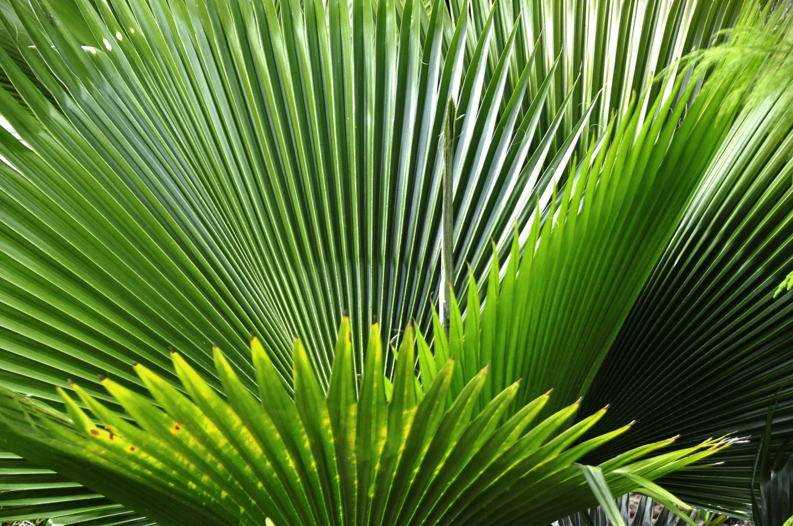Palmen