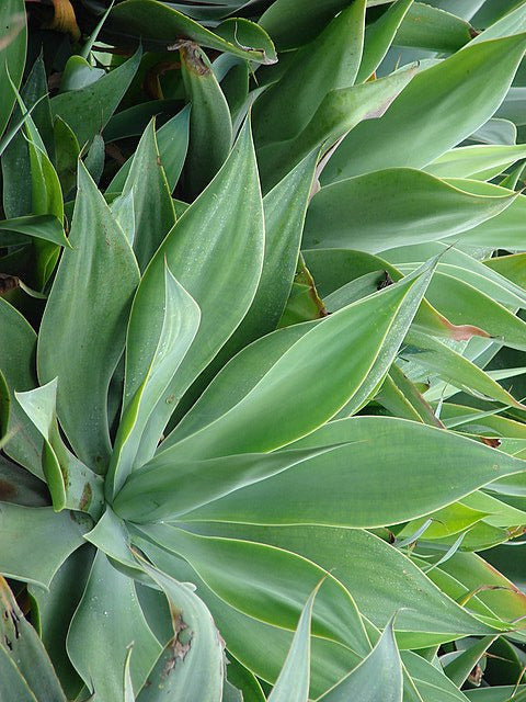 Schwanenhals-Agave