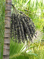 Acaí