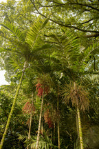 Acaí