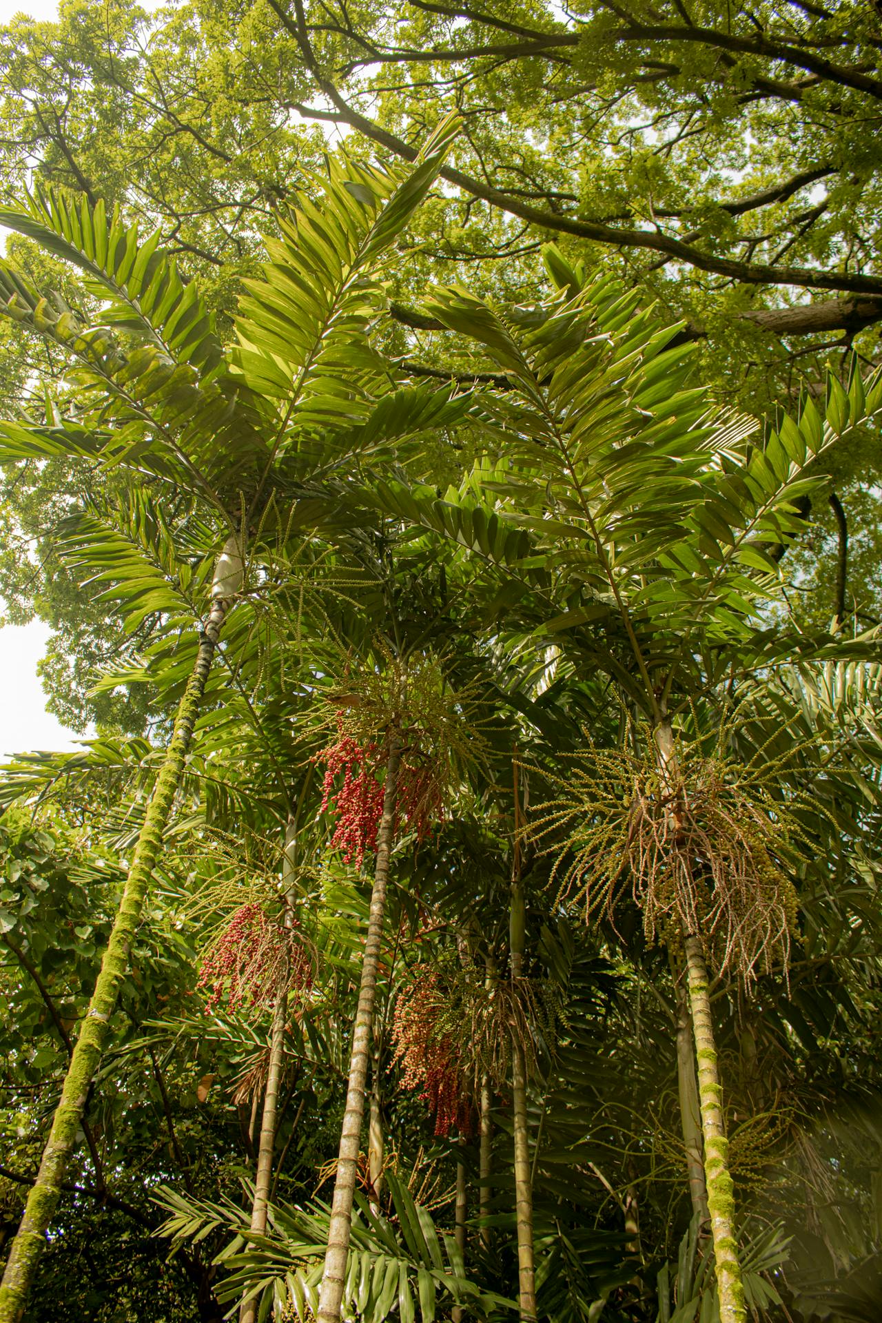 Acaí