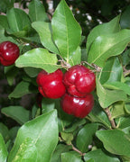 Acerola