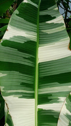 Banana Ae Ae