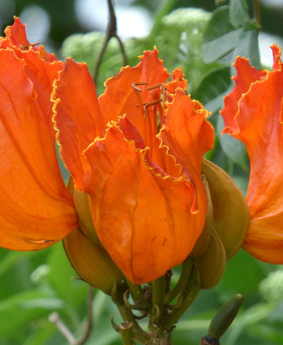 Afrikanischer Tulpenbaum