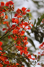 Árbol de tulipán africano