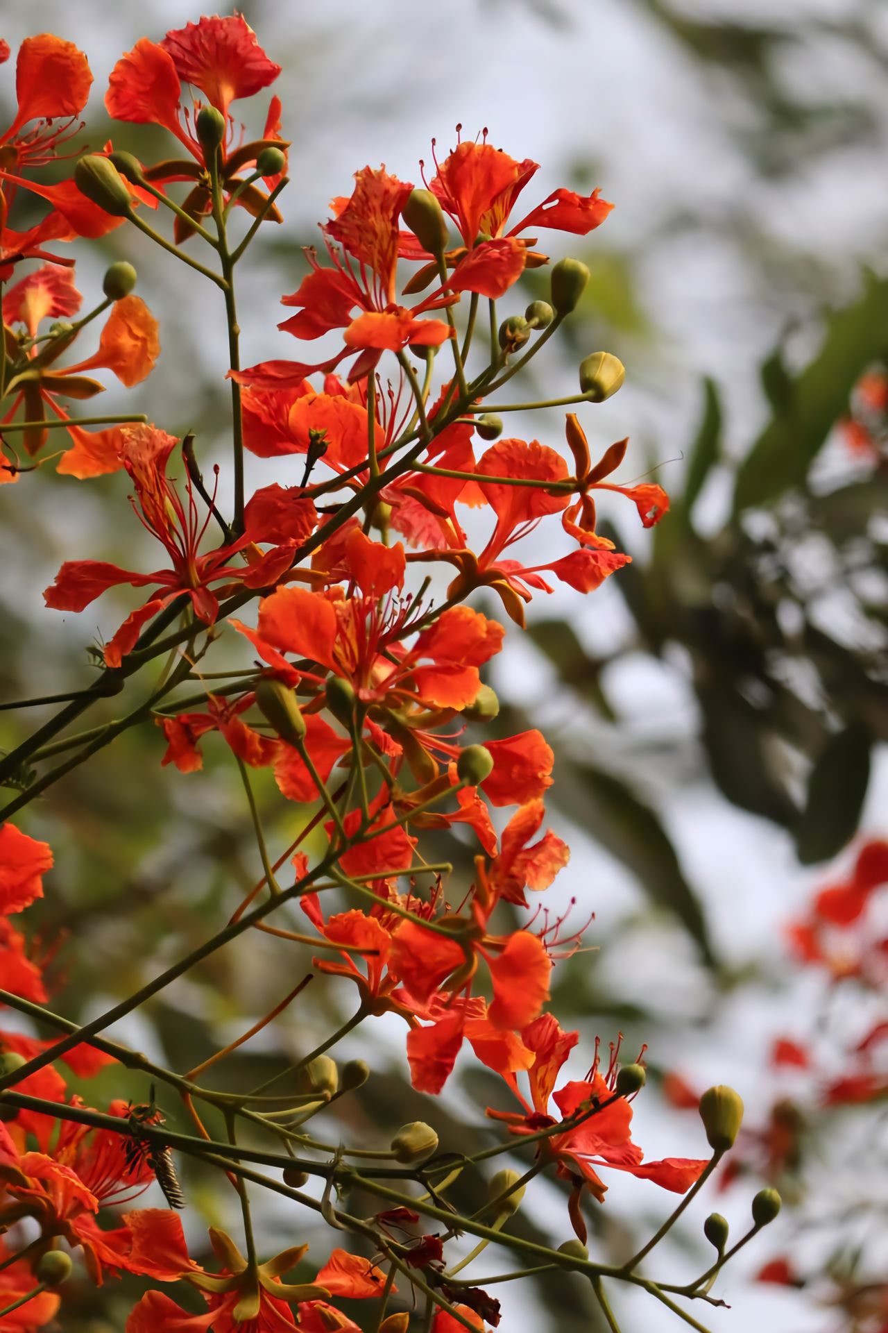 Árbol de tulipán africano