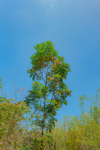 Árbol de tulipán africano