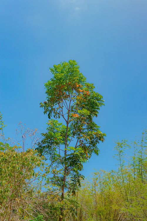 Afrikanischer Tulpenbaum