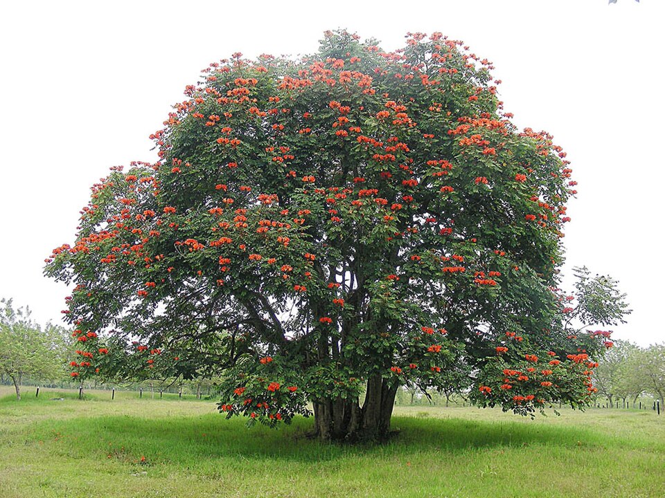 Afrikanischer Tulpenbaum