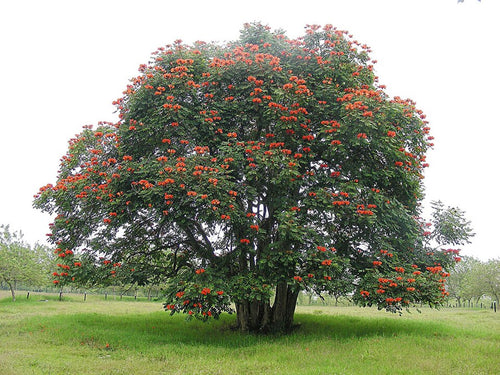 Afrikanischer Tulpenbaum