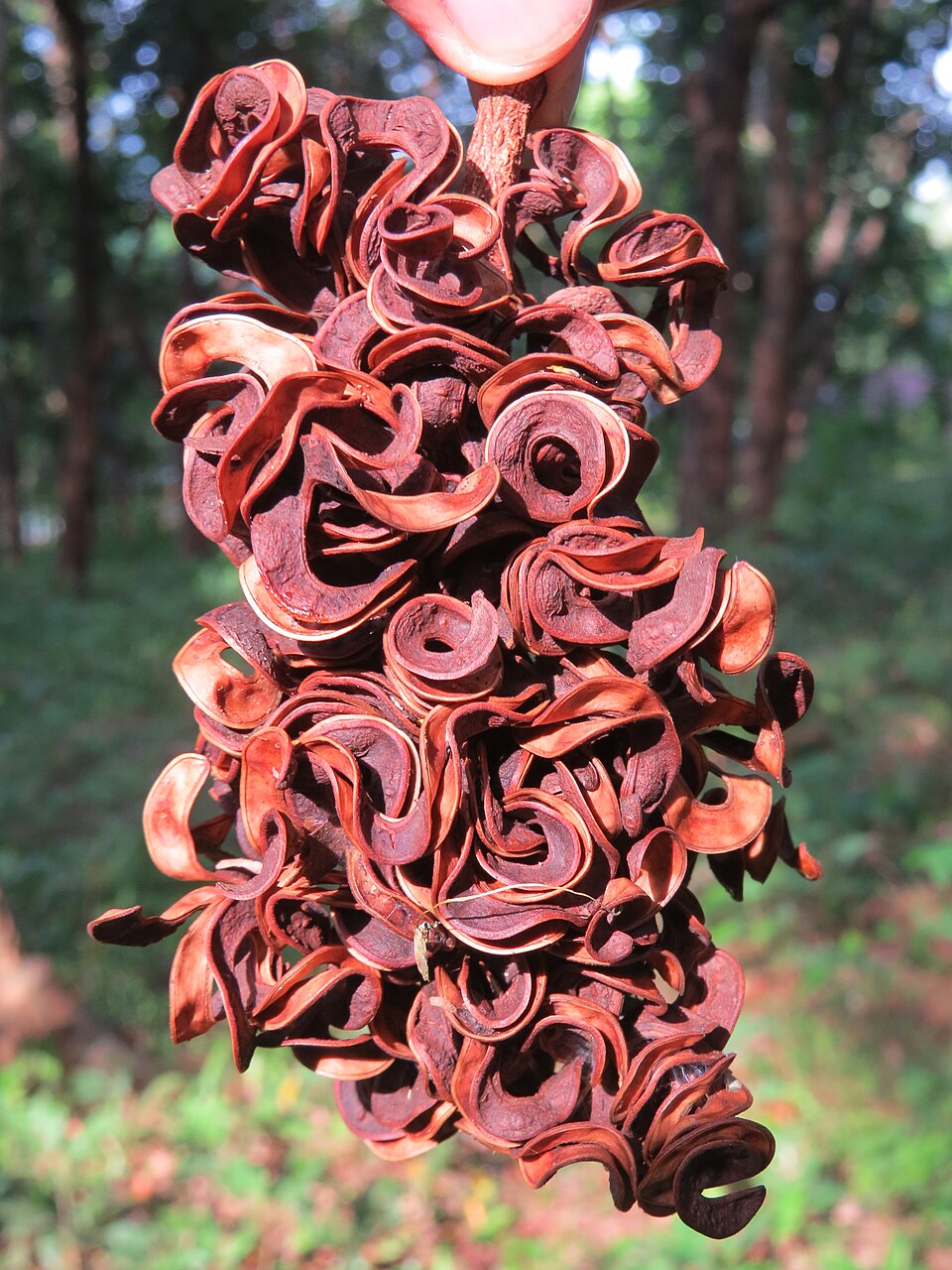 Black Locust