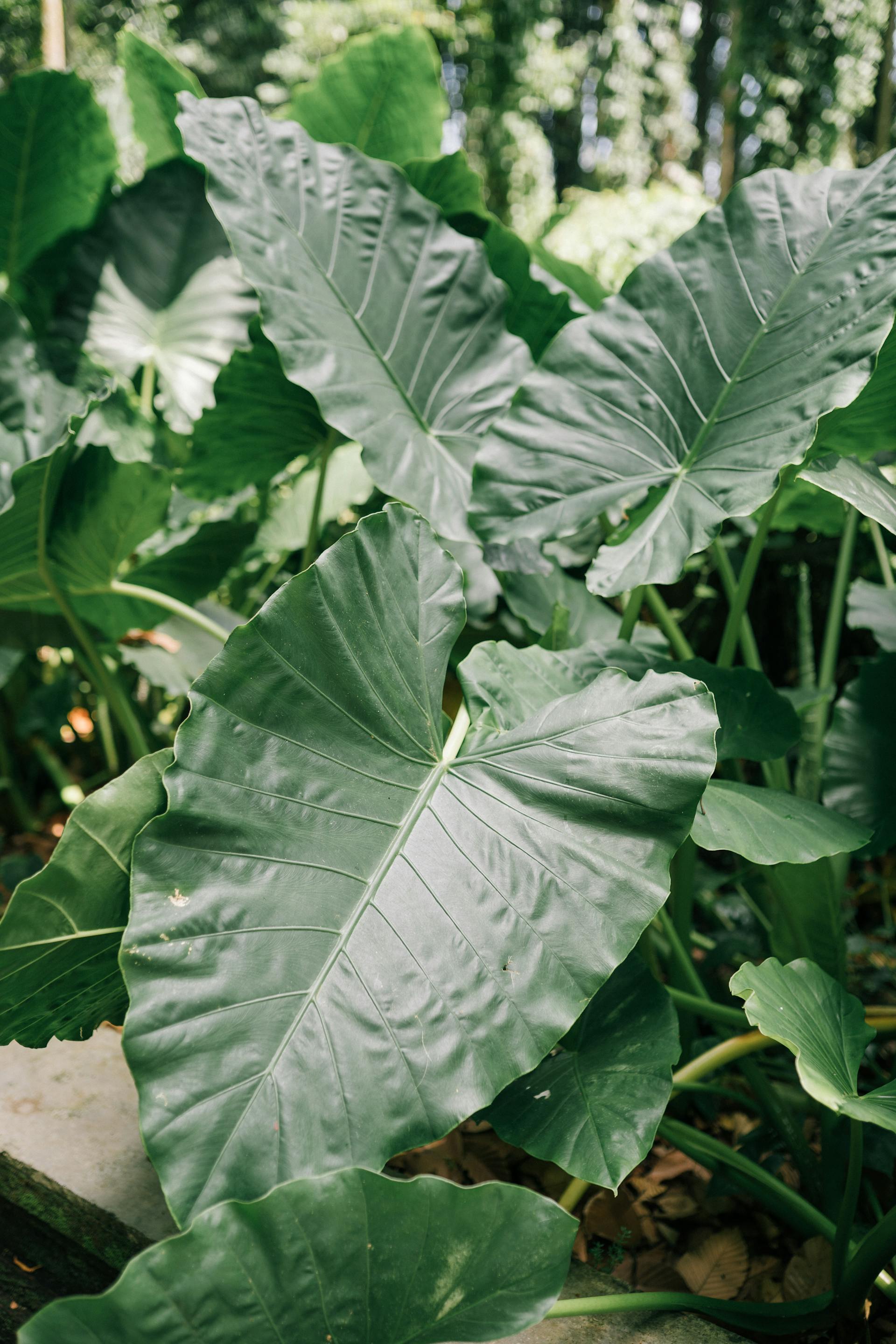 Alocasias
