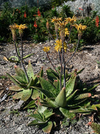 Aloe Maculata