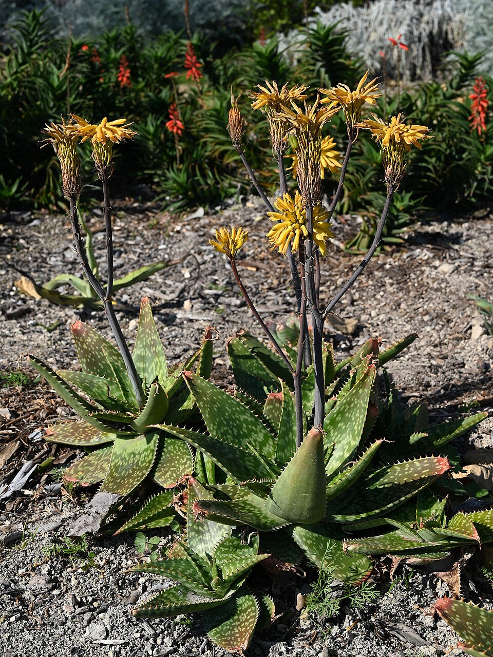 Aloe maculata