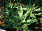 Aloe Maculata