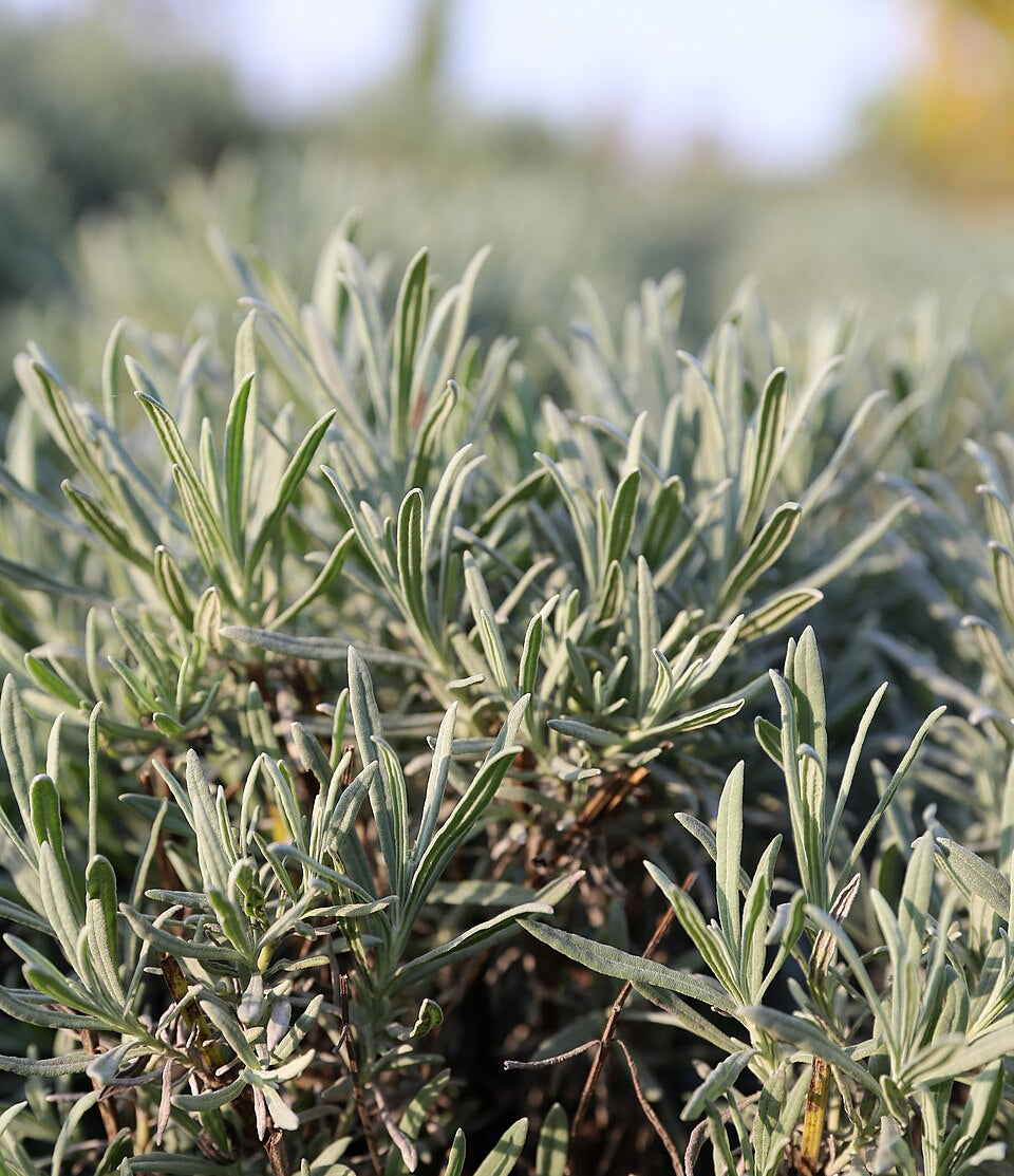Lavendel Alucema