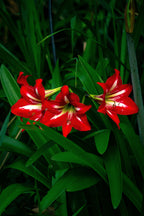 Amarilis
