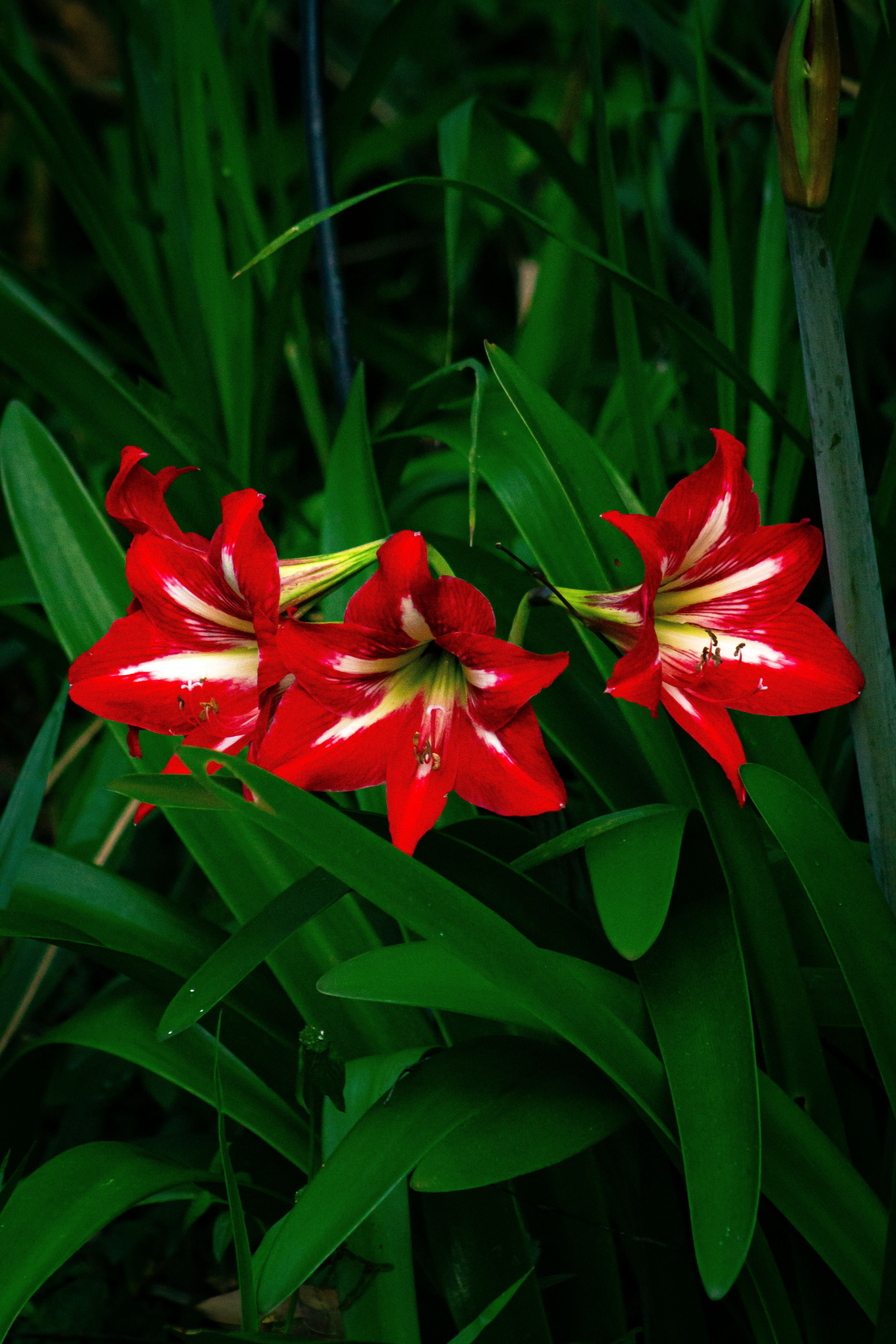 Amarilis