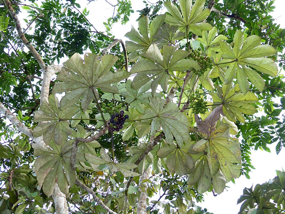 Uva de la Amazonia