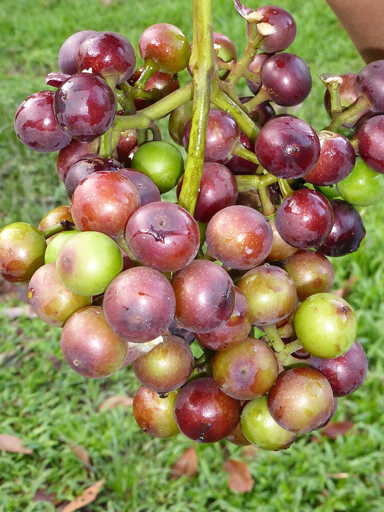 Uva de la Amazonia