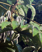 Gummy Worm Fruit / Ambay