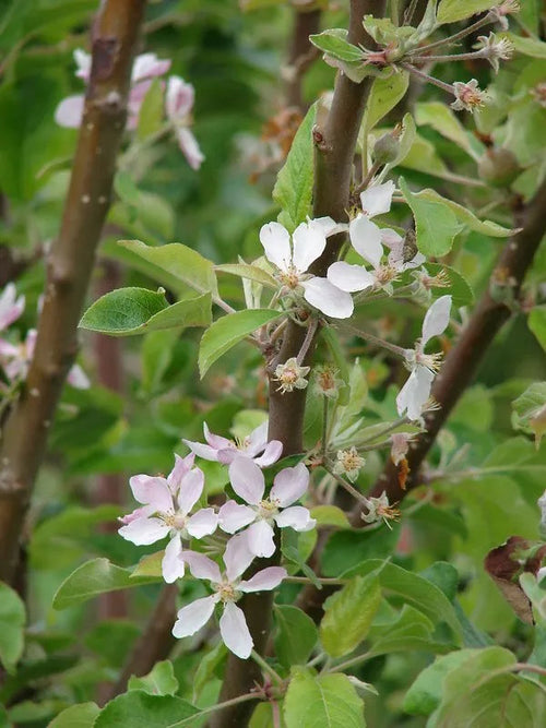 Apfel