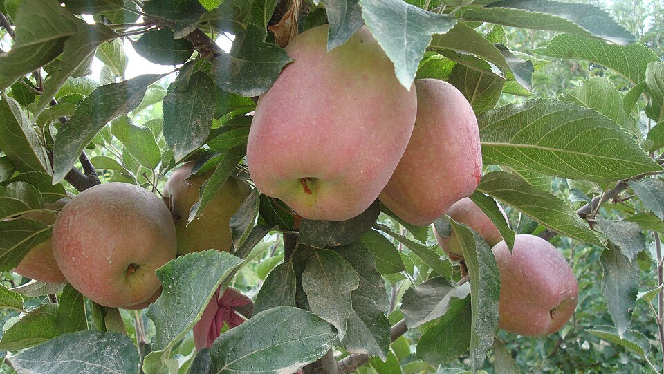Apfel