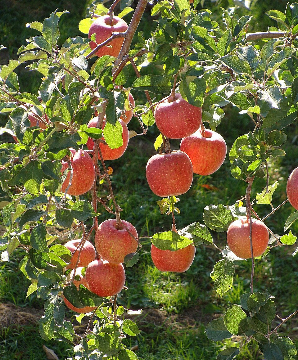 Apfel