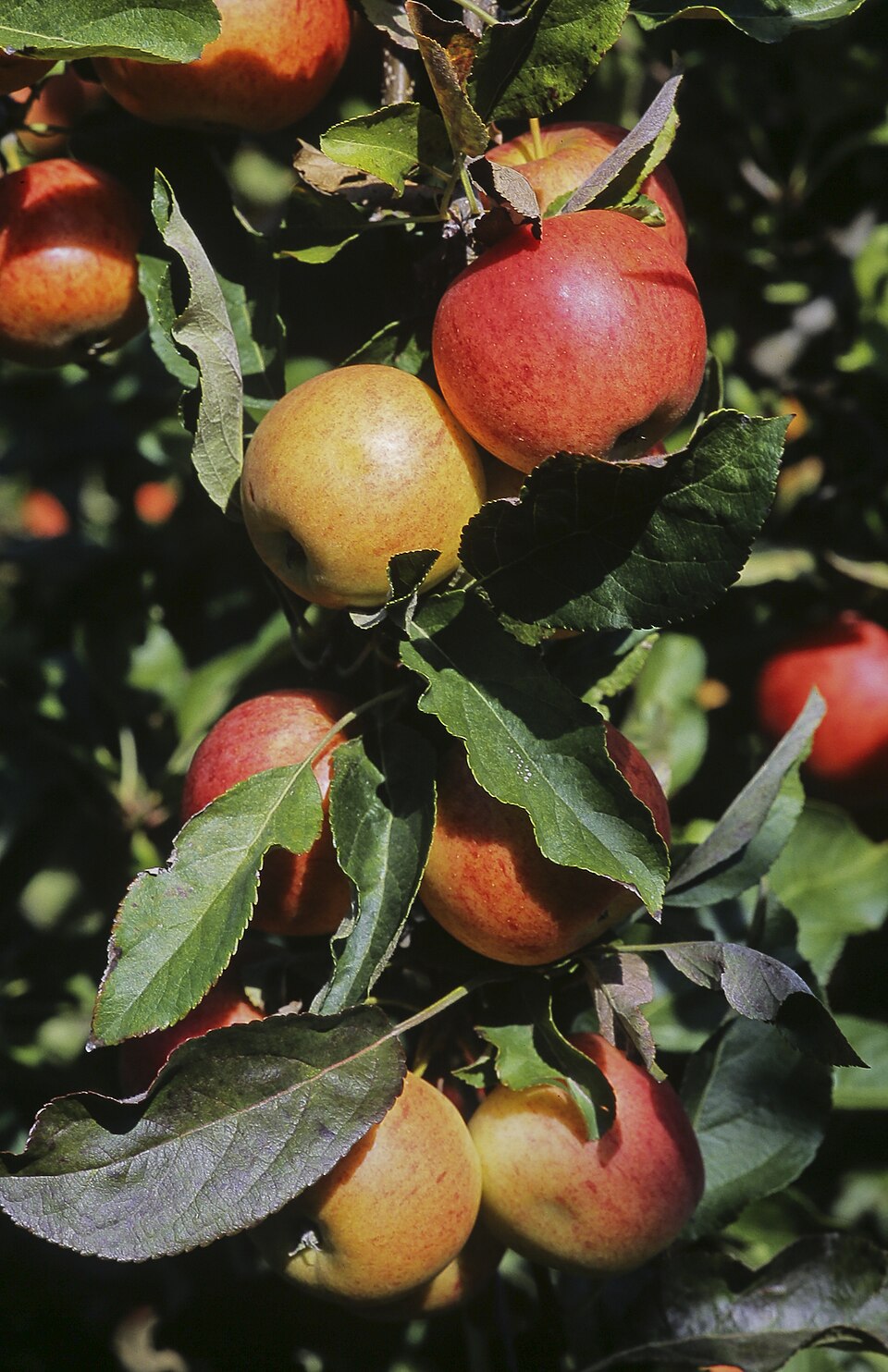 Apfel