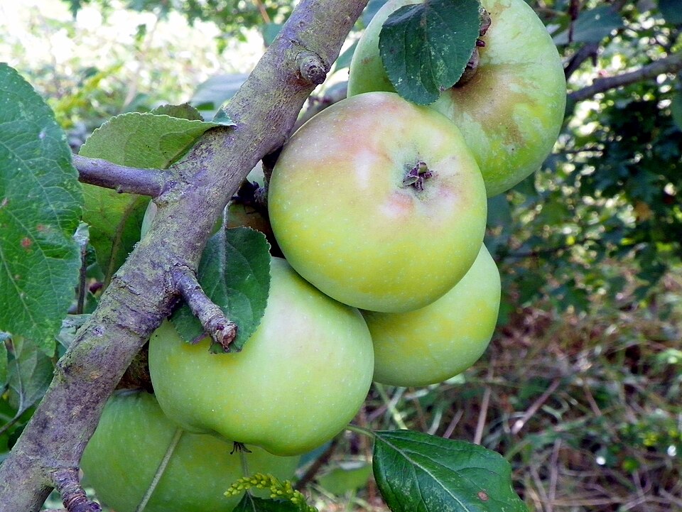 Apfel