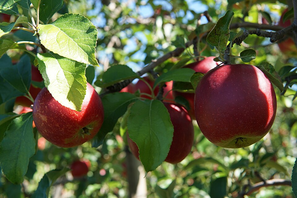 Apfel