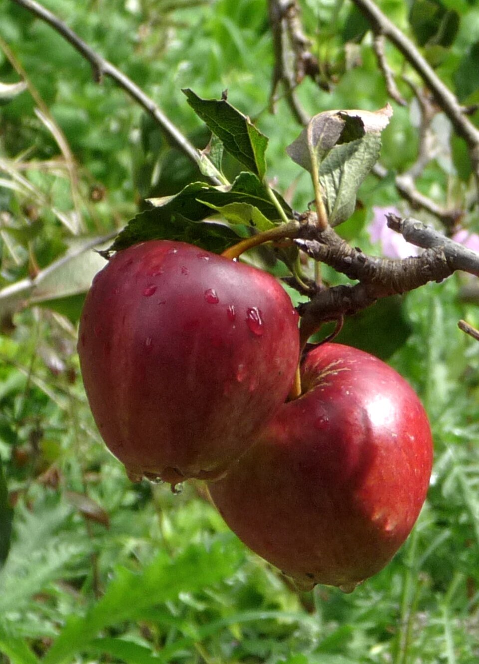 Apfel