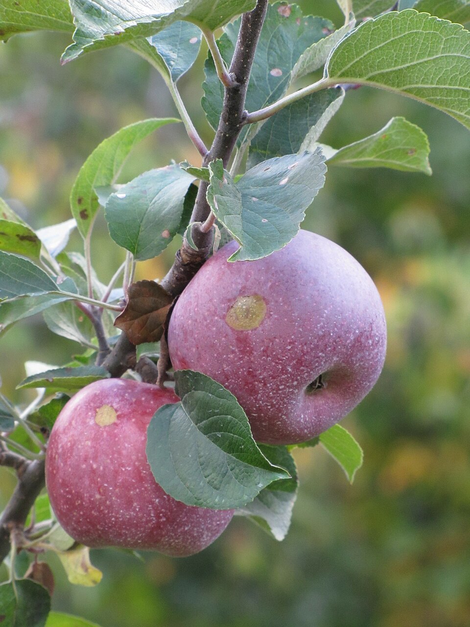 Apfel