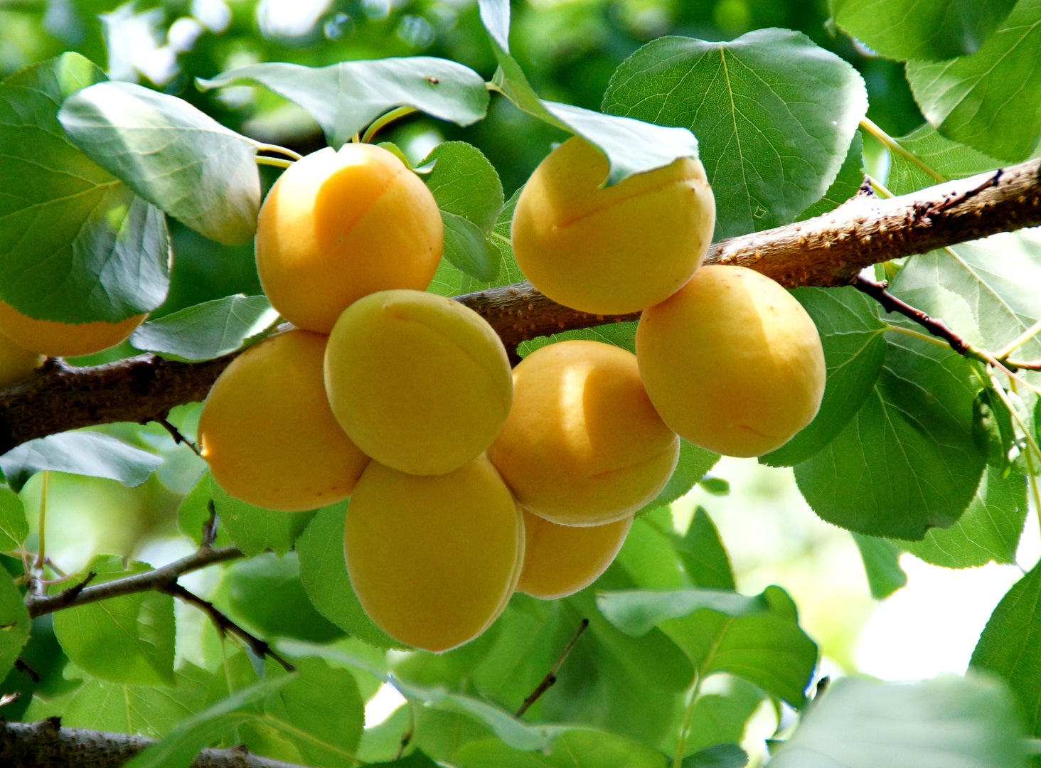 Albaricoque
