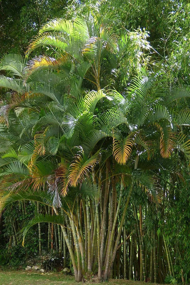 Goldfruchtpalme / Areca