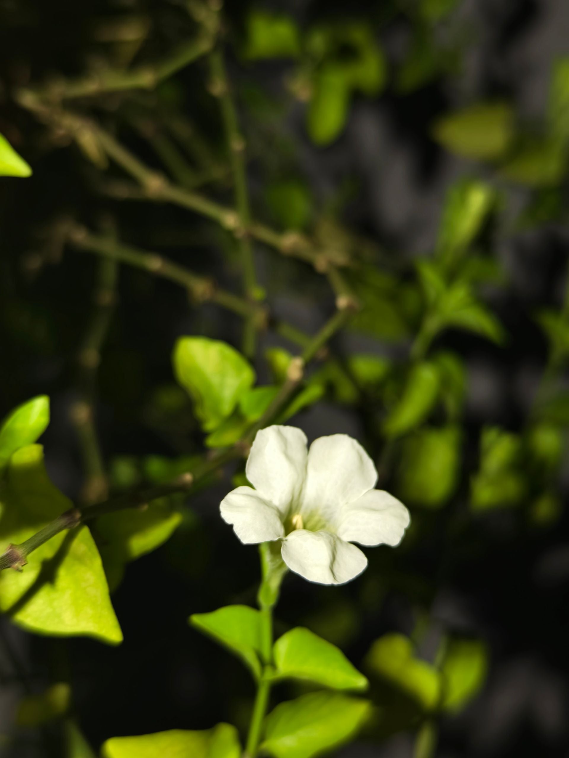 Asistasia