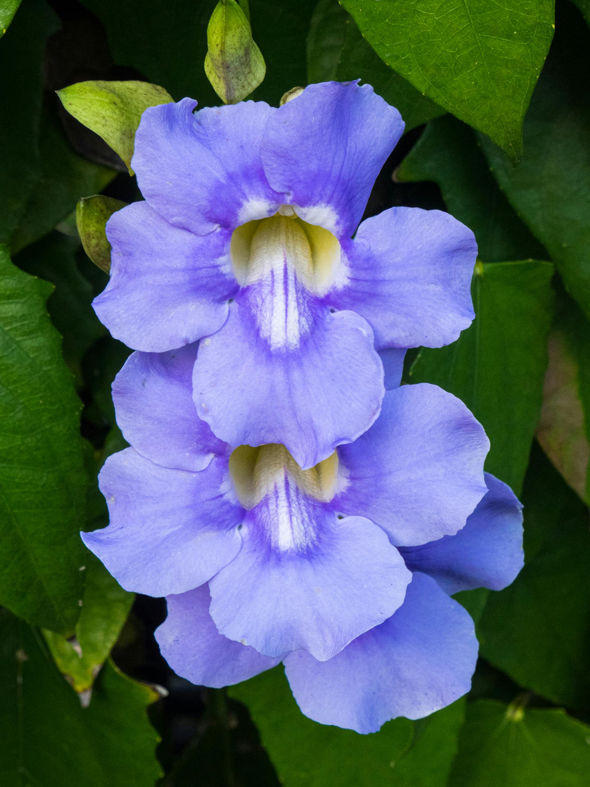 Tumbergia erecta