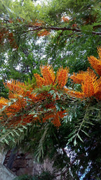 Roble sedoso australiano