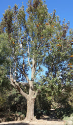Roble sedoso australiano