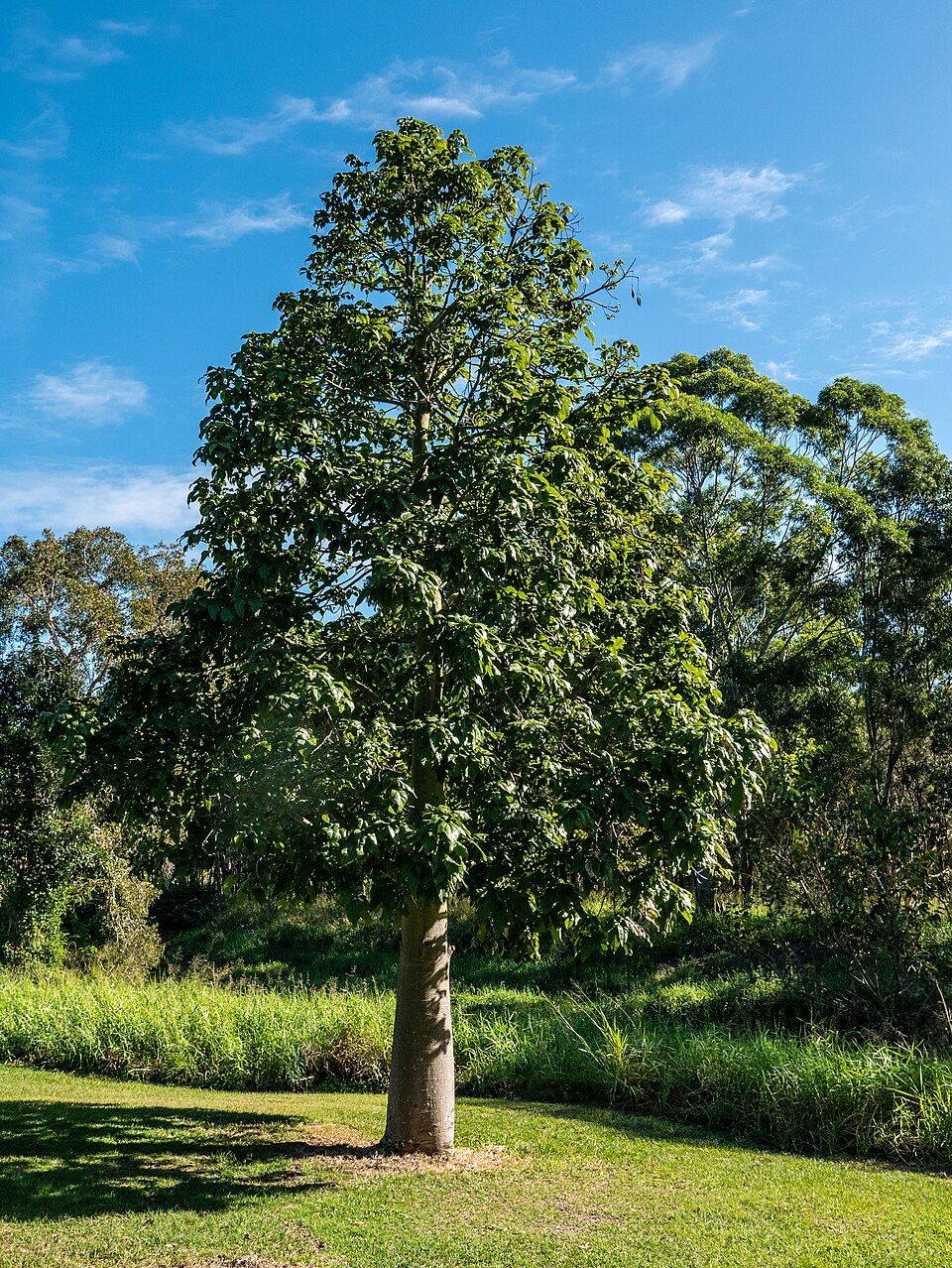 Australischer Flammenbaum