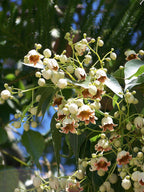 Árbol botella australiano