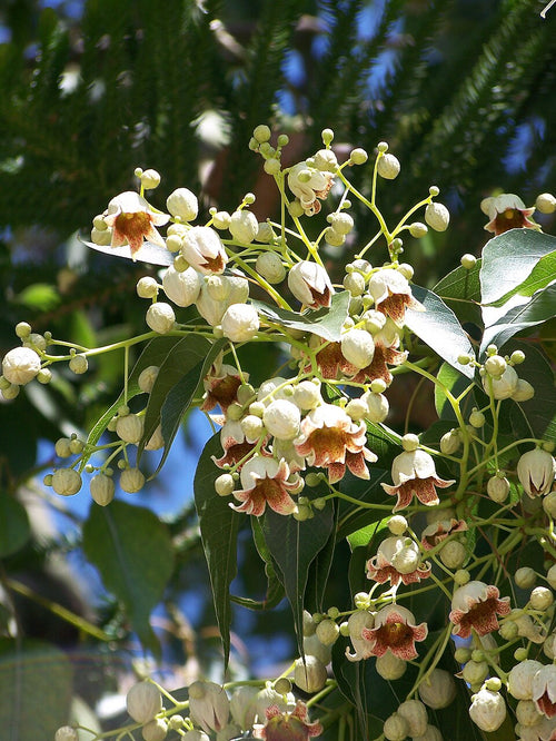 Árbol botella australiano