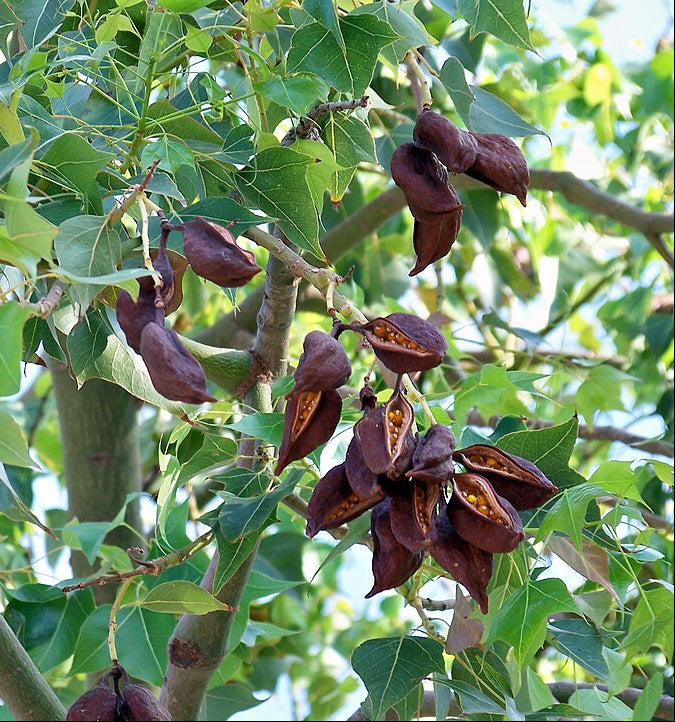 Árbol botella australiano
