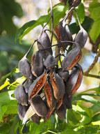 Australischer Flammenbaum