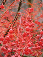Australischer Flammenbaum