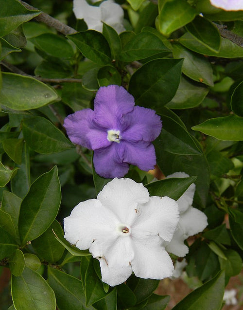 Azucena / Purpurne Brunfelsie