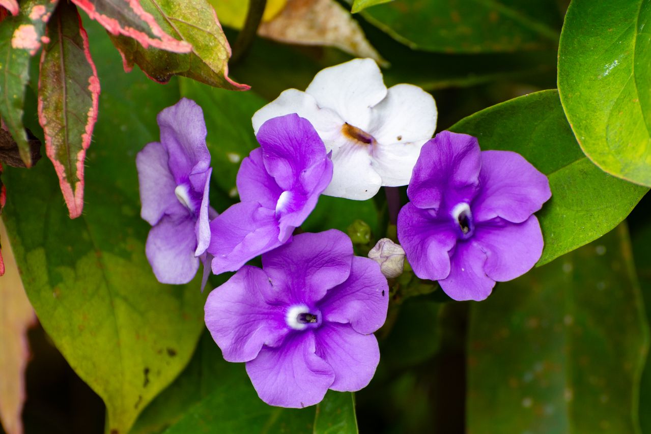 Azucena / Brunfelsia morada