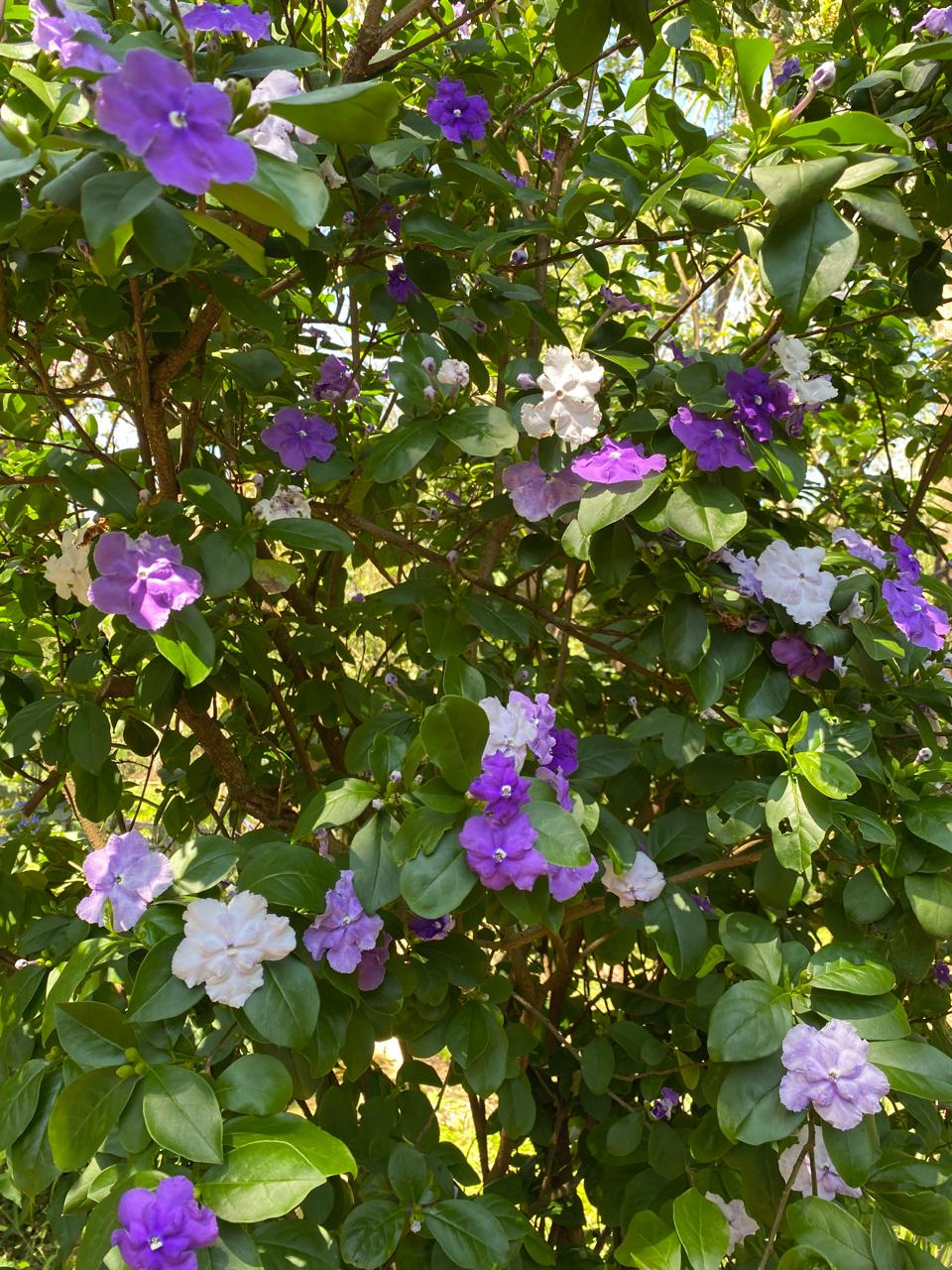 Azucena / Purpurne Brunfelsie