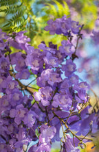 Jacaranda