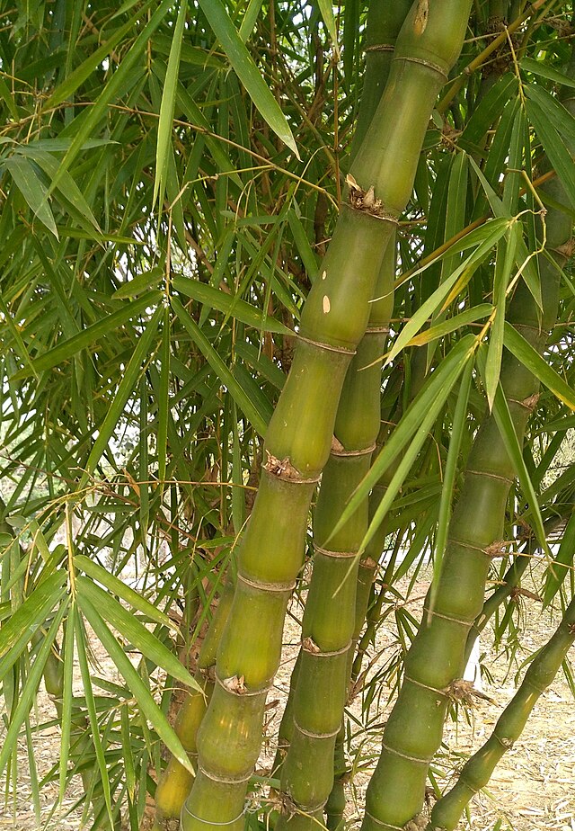 Bambú